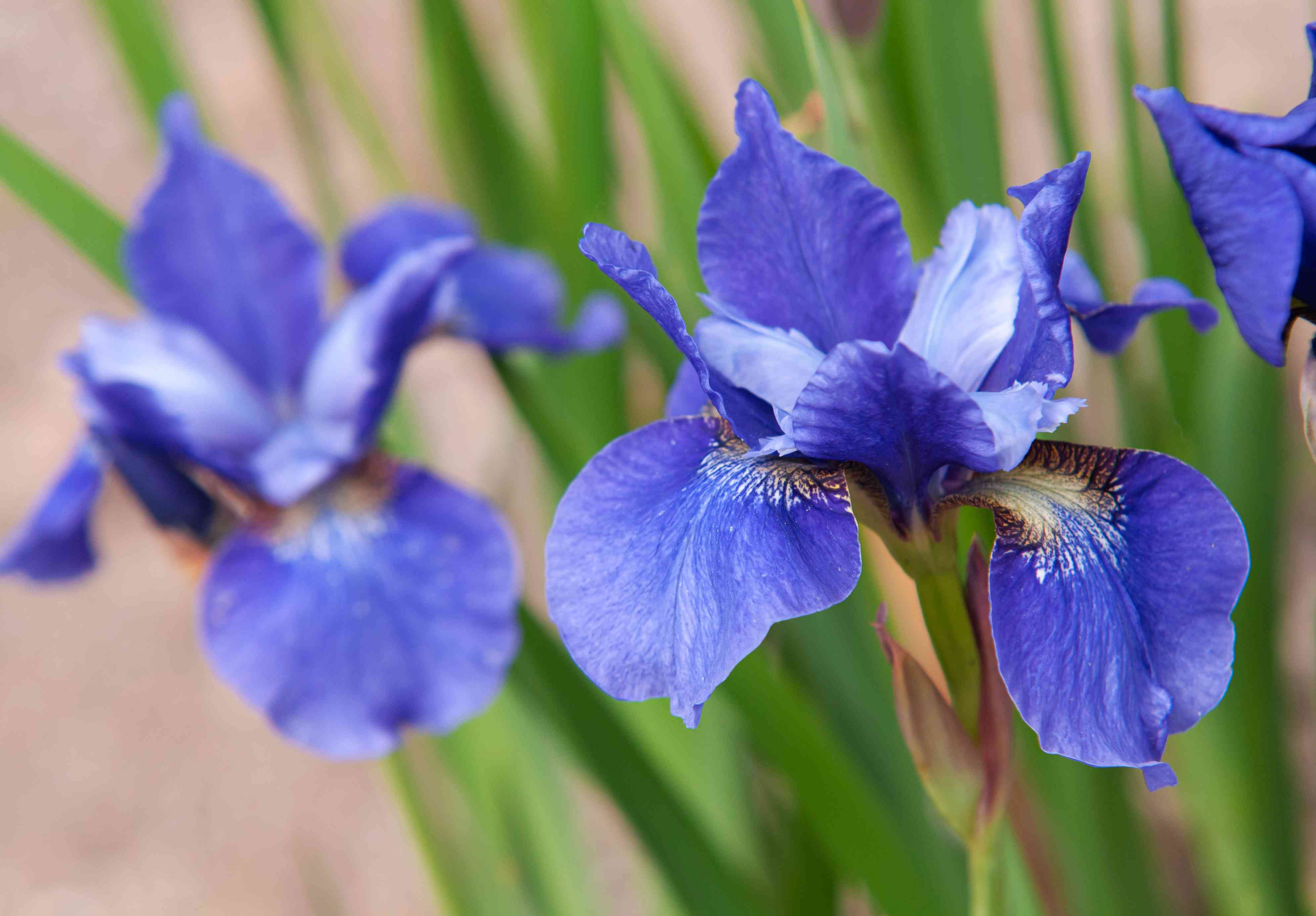 18 Mind-blowing Facts About Siberian Iris 